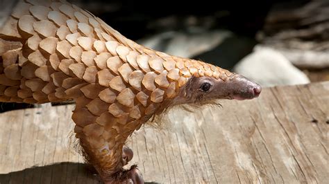 Pangolin Pet