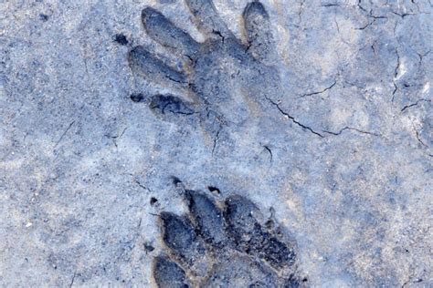 Raccoon Tracks - What Do They Look Like?