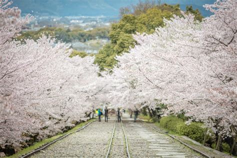 10 Best Things to Do in Kyoto in Spring | Japan Wonder Travel Blog