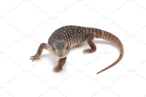 Savannah monitor lizard ~ Animal Photos ~ Creative Market