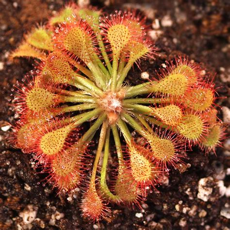 Drosera capillaris 'Hal Scott, FL' - Sundew | Curious Plant