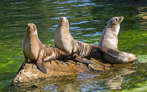 California Sea Lion – Zoo Berlin