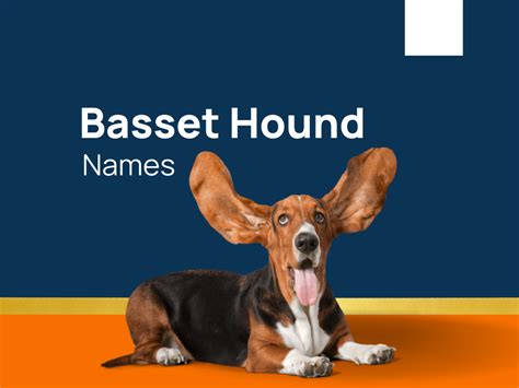 1020+ Basset Hound Names For Your Swagger Canine! (+Generator)