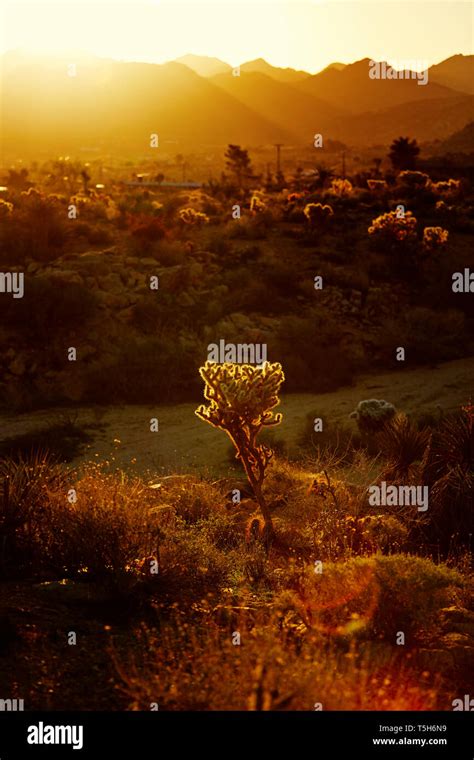 Joshua Tree Sunrise Stock Photo - Alamy