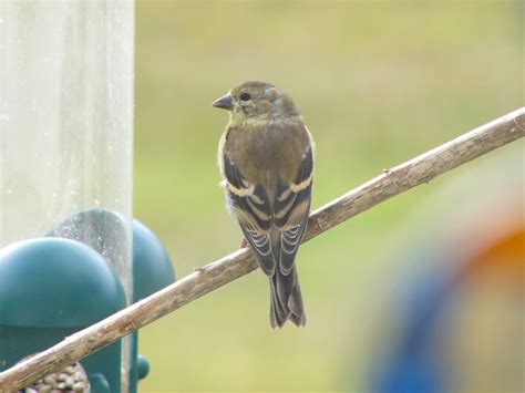 The Online Zoo - American Goldfinch