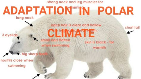 ADAPTATION IN POLAR CLIMATE/ ADAPTATION OF POLAR BEAR AND PENGUIN ...