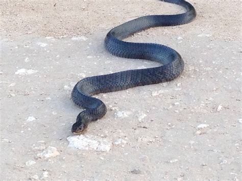 Blue Indigo taken in Freer Texas. This snake is treasured in South ...