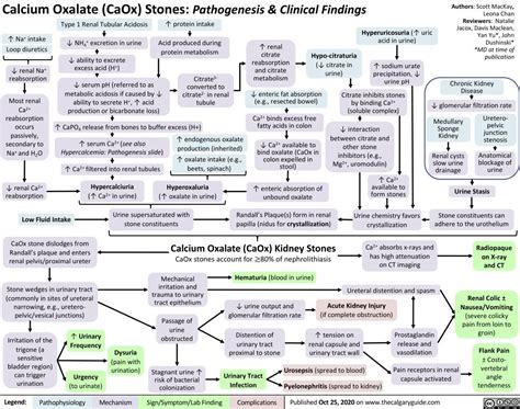 Calcium Oxalate Kidney Stones | Calgary Guide