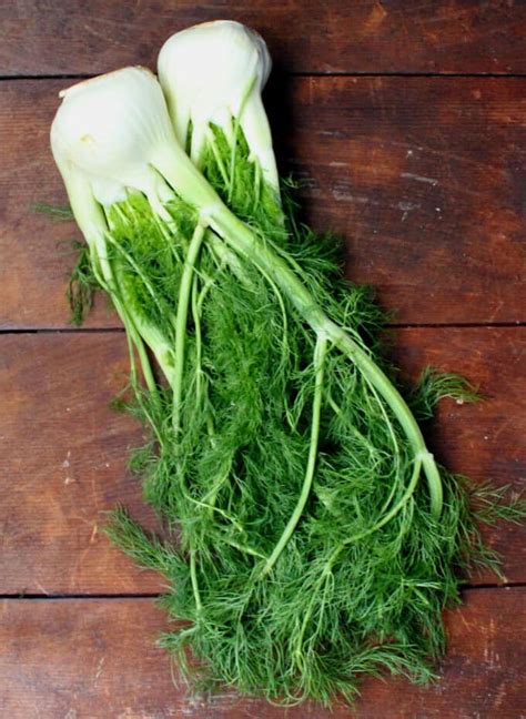 Fennel Fronds Pesto | Holy Cow! Vegan Recipes