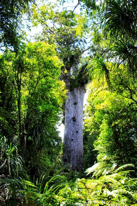 Tāne Mahuta Know Before You Go | Visiting the Lord of the Forest ...