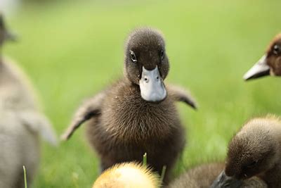 The Ugly Duckling Sign in Santa Monica| Dr. Ralph Massey