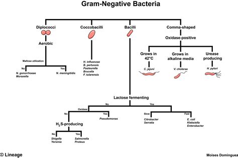 Gram-Negative Bacteria - Microbiology - Medbullets Step 1