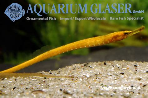 Freshwater pipefish from West Africa - Aquarium Glaser GmbH