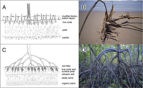 Mangrove root systems and peat formation in mangroves. (A) The ...