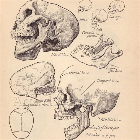 Human Anatomy Drawing Book - Anatomy Drawing Book Pdf | Bodegawasuon