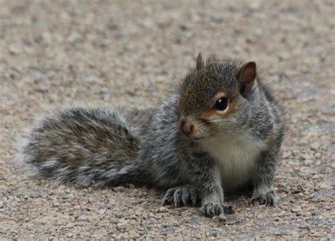 Baby Squirrels - City Wildlife