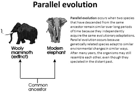 What is parallelism in evolution?