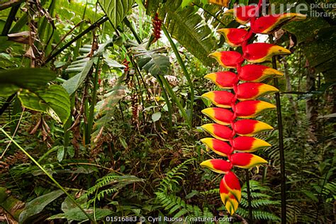 Stock photo of Heleconia flower (Heliconia rostrata) Amazon, Peru ...