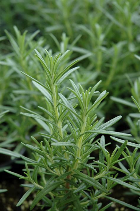 Arp Rosemary (Rosmarinus officinalis 'Arp') in Issaquah Seattle ...