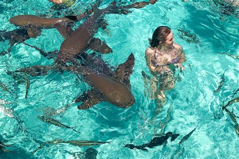 The top Bahamas Swim with Sharks Tour at Compass Cay Exumas