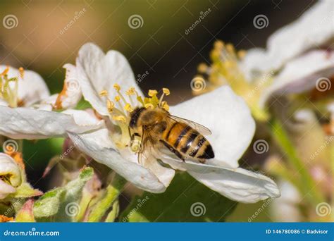 Honey Bee, Pollination Process Stock Photo - Image of macro, pollen ...