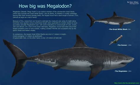 Megalodon Shark Vs Blue Whale