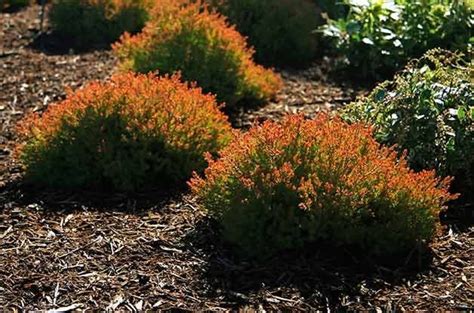 Dwarf Evergreen Shrubs Full Sun Zone 7 / One alternative is to select ...