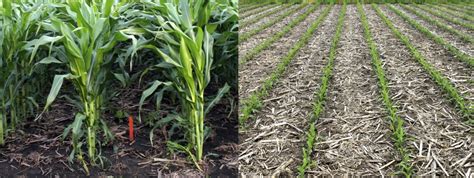 Is strip tillage the new black for Manitoba farmers? - Manitoba Co-operator