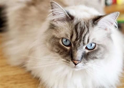 The Ragdoll Cat Breed Information: A Loving Floppy Cat