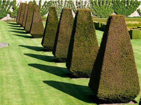 53 Stunning Topiary Trees, Gardens, Plants and Other Shapes