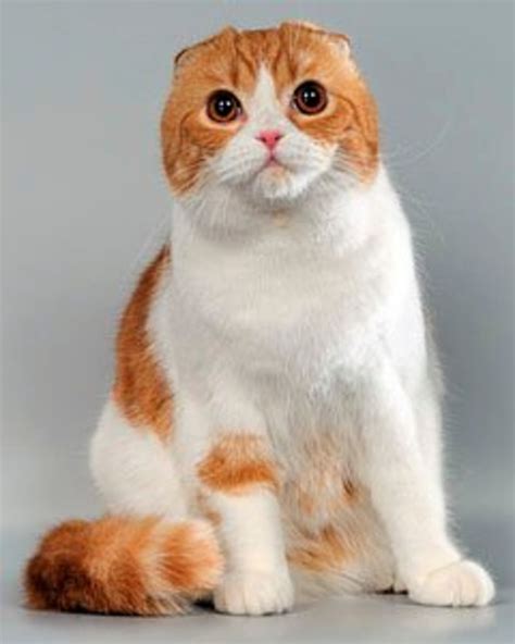 6 World's Weirdest Looking Cat Breeds - HubPages