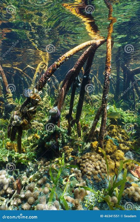 Tree Roots of Mangrove Underwater with Marine Life Stock Image - Image ...