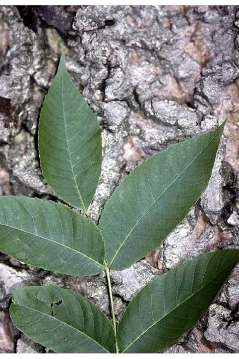 White Walnut - Juglans Cinerea | Deciduous Trees | Cold Stream Farm