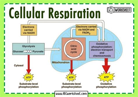 Map Of Cellular Respiration - Map Worksheets