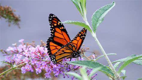 🔥 [100+] Monarch Butterfly Wallpapers | WallpaperSafari