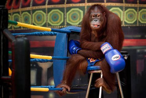 Orangutan Boxing Show (14 pics) - Izismile.com