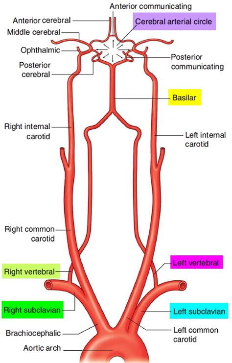 Pin by Lillian Cruz-Orengo on Neuro | Subclavian artery, Arteries ...