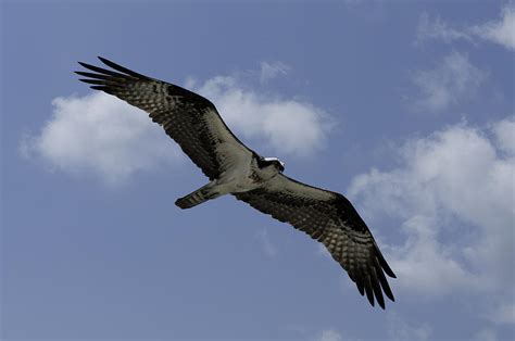 Osprey in flight Photograph by Greg Meland