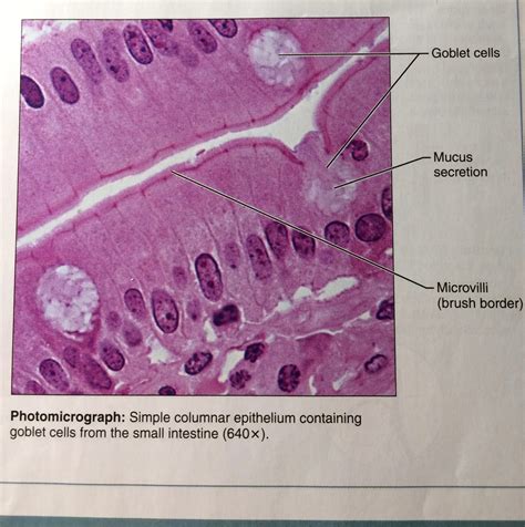 Simple Columnar Epithelium Drawing