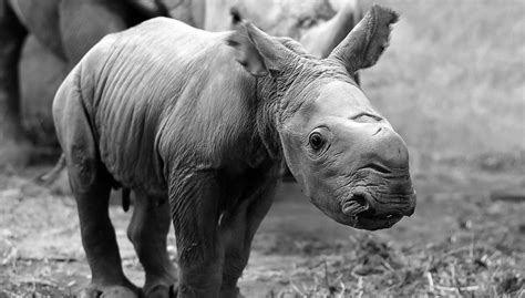 Moment Cute Baby Rhino Takes First Steps Outside