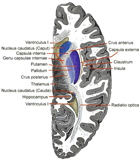 Putamen - Ars Neurochirurgica