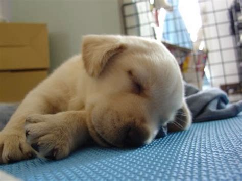 Cute Puppy Dogs Photos: Cute Sleeping Lab Puppy