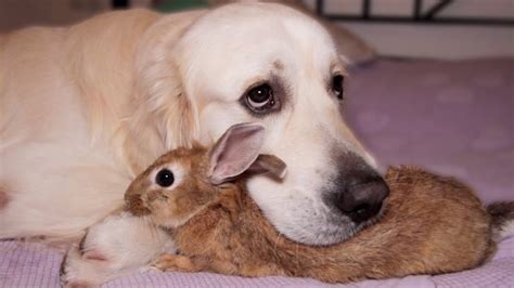 Un Golden Retriever dal cuore d'oro veglia sui cuccioli di coniglio ...