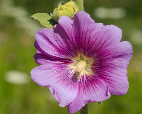 Alcea | Alcea flower, Garden Alcea