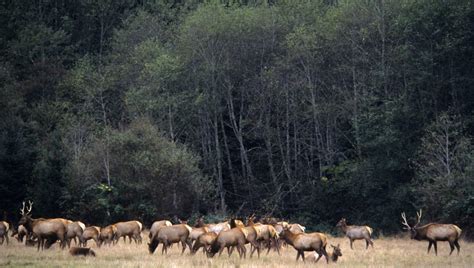 Wildlife in Redwood National Park