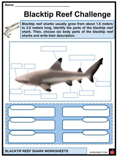 Blacktip Reef Shark Worksheets & Facts | Anatomy, Habitat, Diet