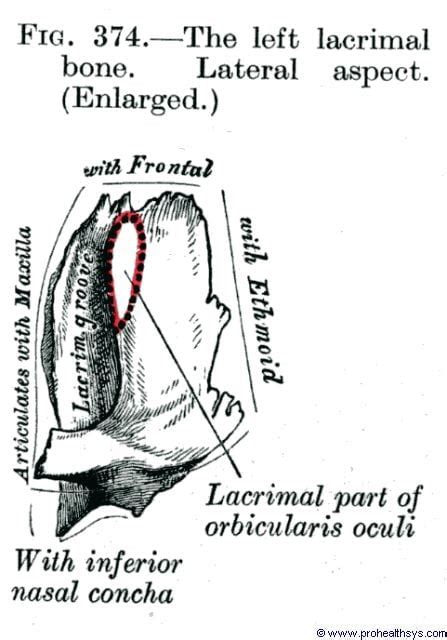 Lacrimal Bone Anatomy