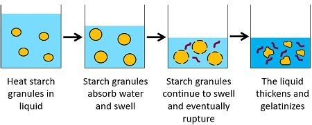 What is Starch Gelatinization? Definition, Process & Factors Affecting ...