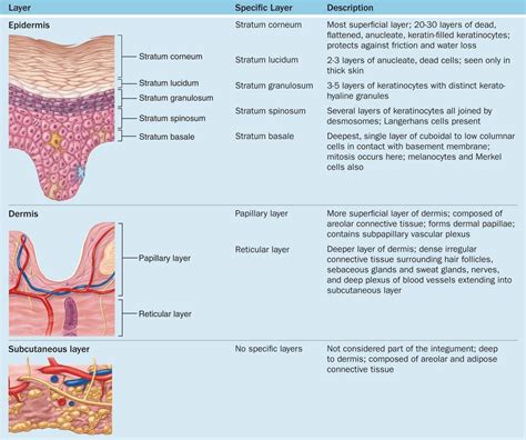 Image result for skin layers | Thick skin, Epidermis, Skin