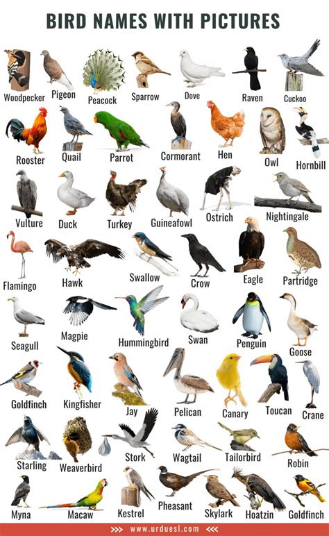 A to Z Bird Names List in English with Pictures - Download in Pdf ...